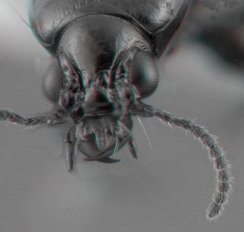 Media type: image;   Entomology 602171 Aspect: head 3D